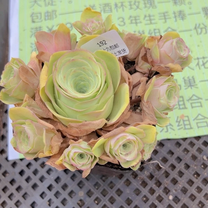 请****…192 裸根不带土发货不包损