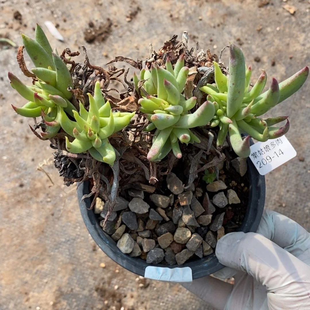 14号阿尔比瑕疵瑕疵