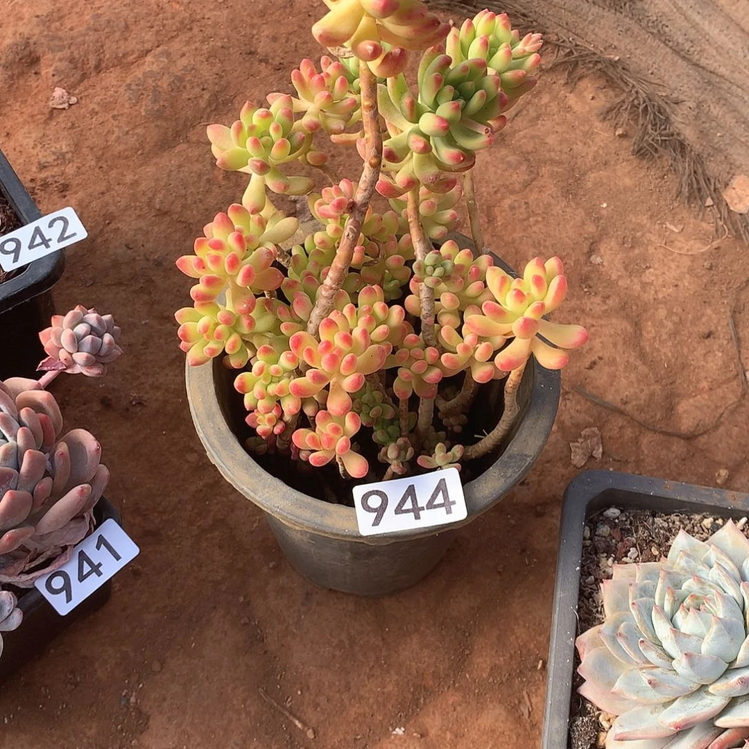 944 一物一拍多肉！