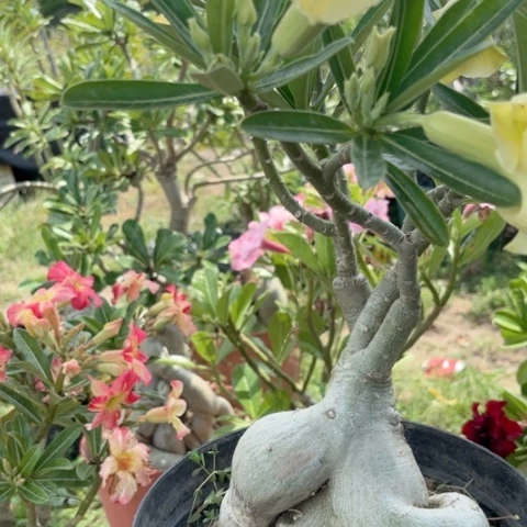 沙漠玫瑰之花盛开