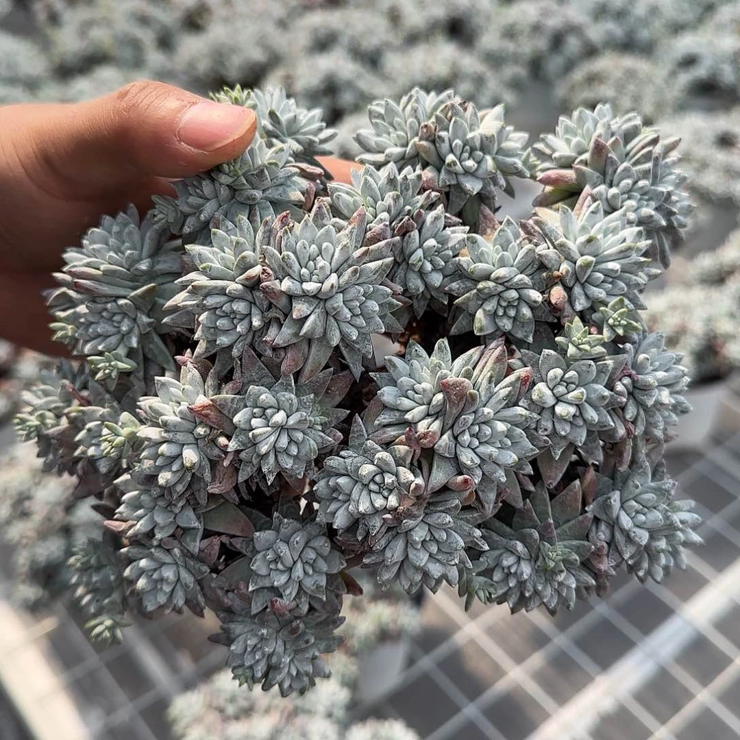 从前慢花园精选白菊