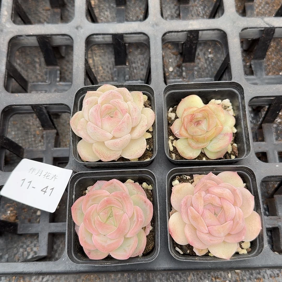 宽叶珍妮四颗量拍11-41