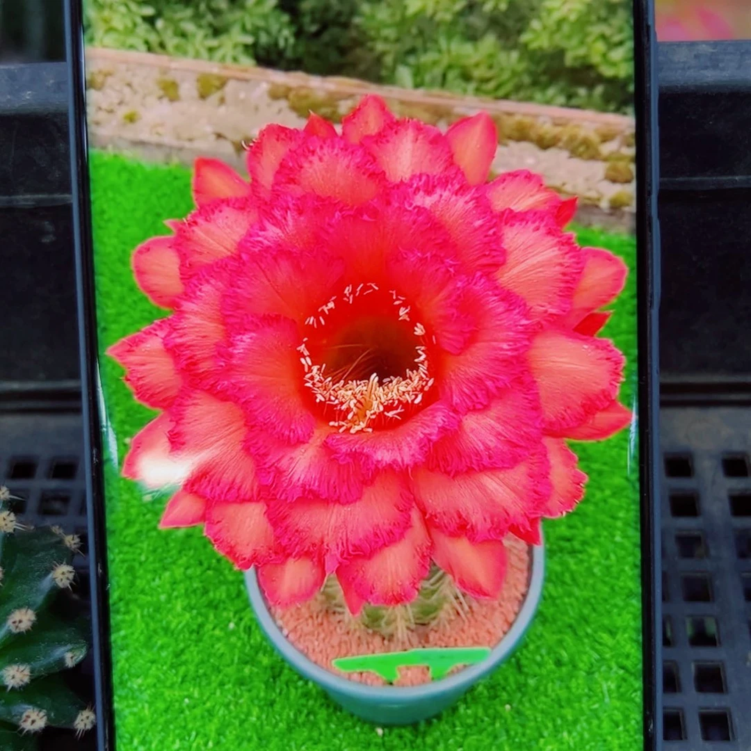 下16毛克斯丁歪无根侧芽4公分左右20包邮