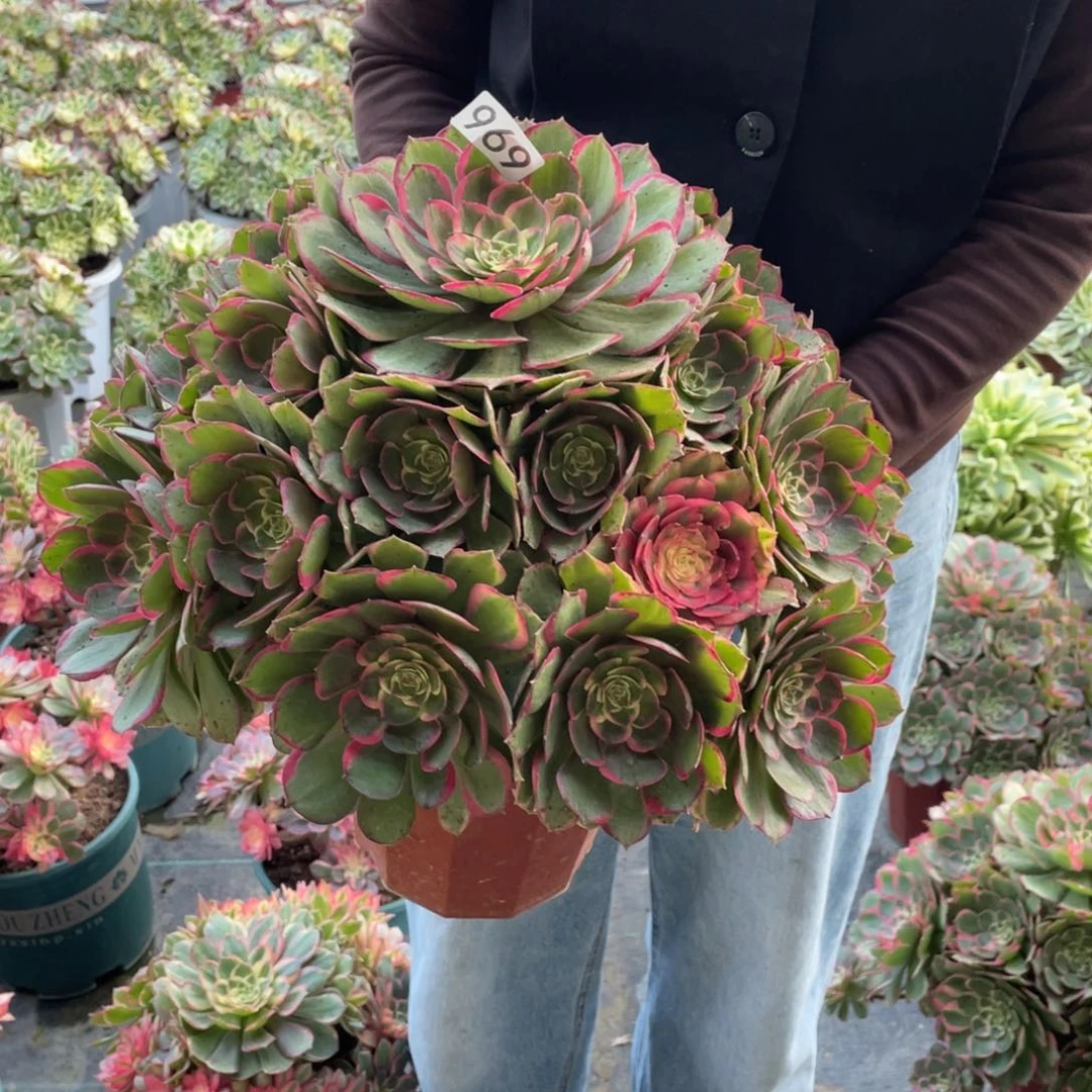 粉花妖法师多肉植物