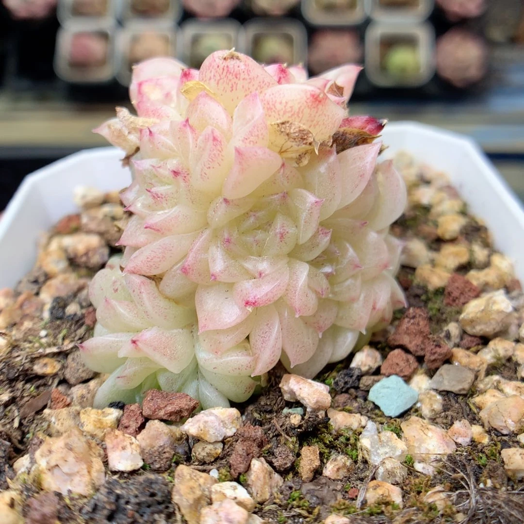 E29定繁编号麦杆D03