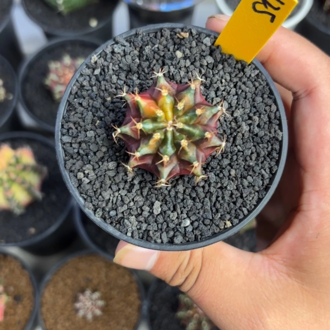 125-1225泰国发货多肉