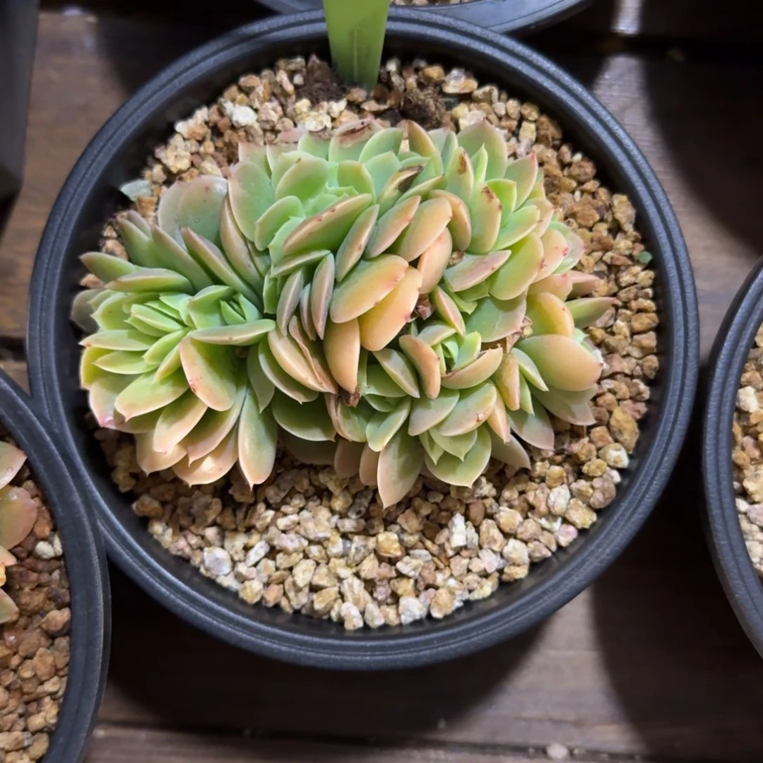 星娜塔小缀1111111111111111