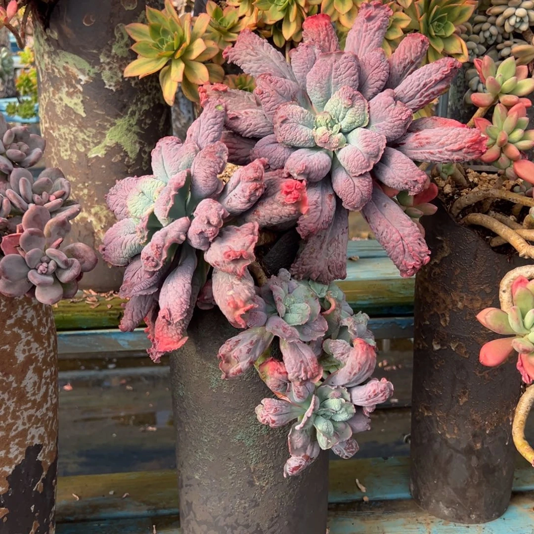 露养老桩脱土裸根狂野男菊