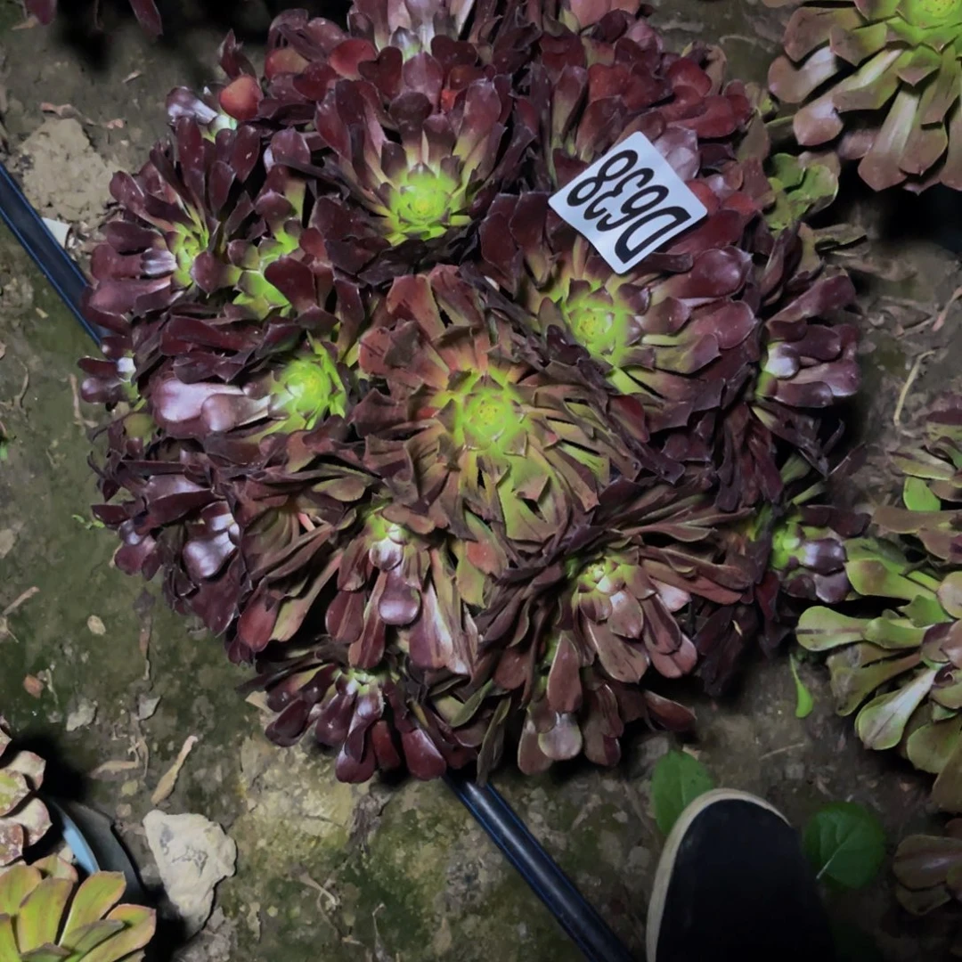 梅花法师26//////44包邮