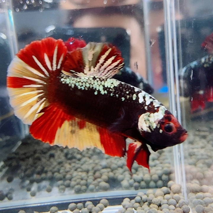 斗鱼黑50号巨斗将军