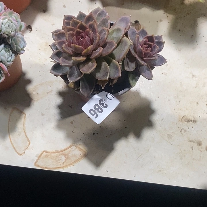 福***下386巧克力慕斯多肉植物