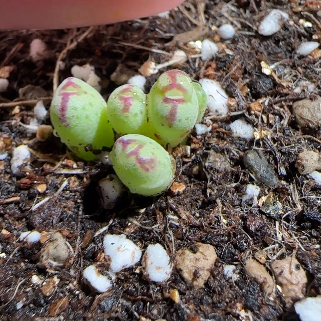 肉锥多肉植物组合-斑马92