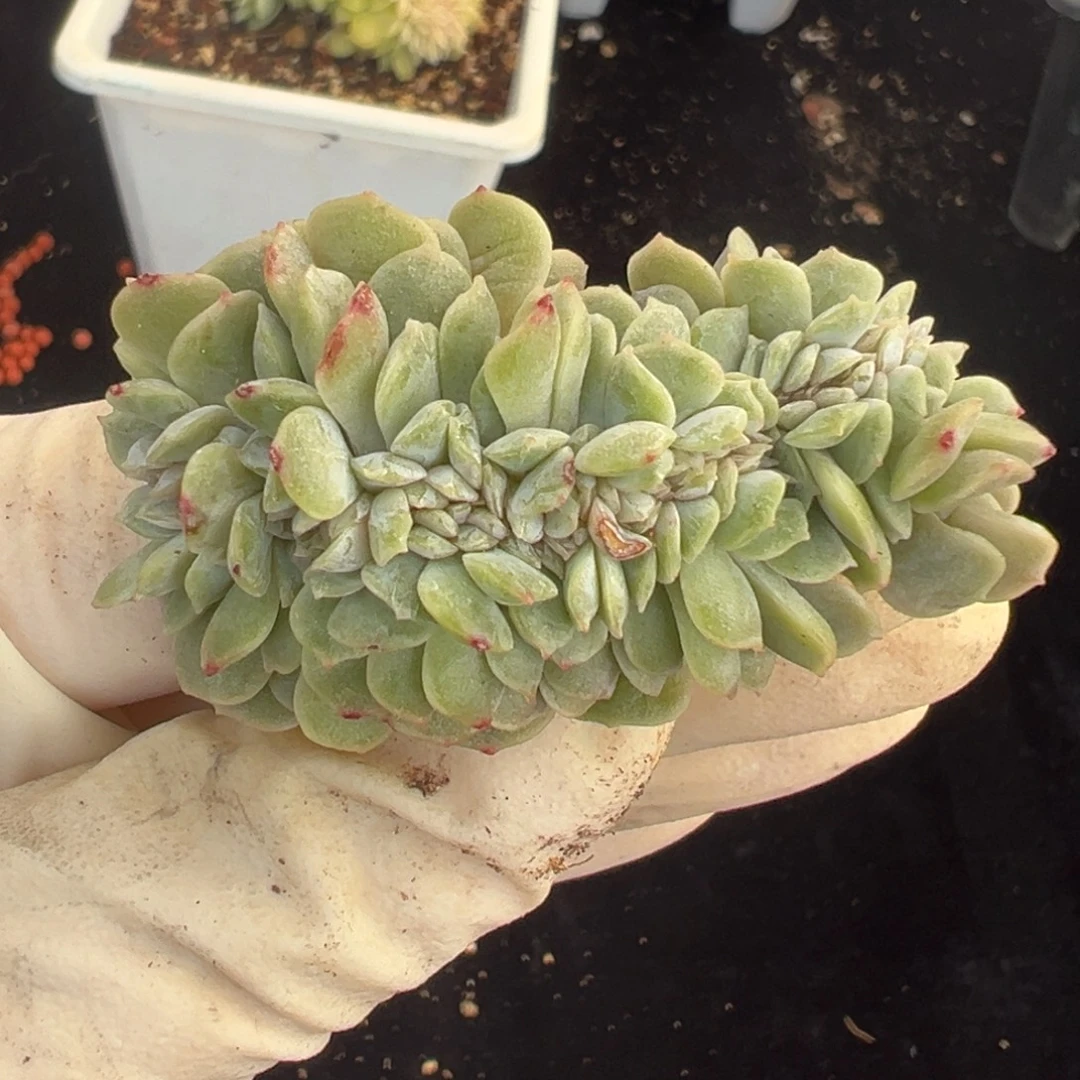 新年快乐 新年快乐