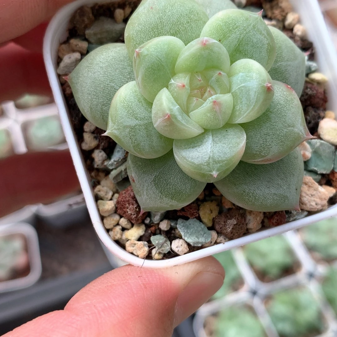 白心一颗。          20号