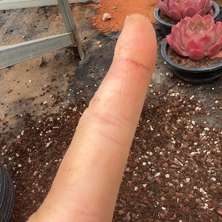自家土1包植物多肉植物