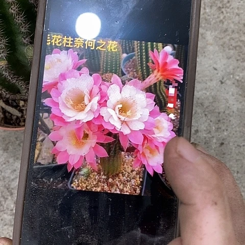 奈何毛花，2689900