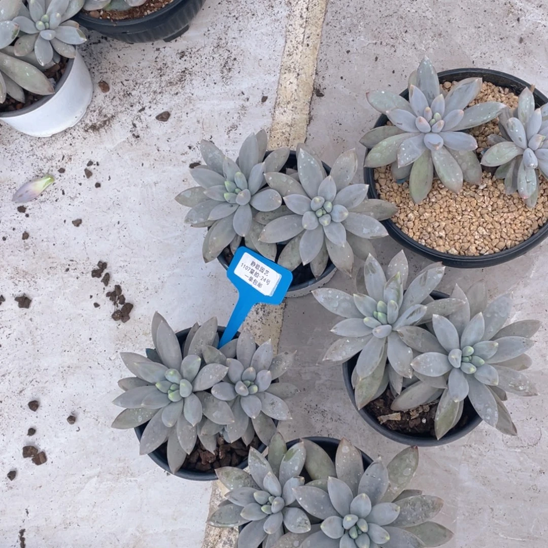 1107-24-哥特萝莉大双头一颗