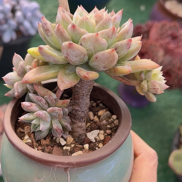 暗纹杂15172多肉植物
