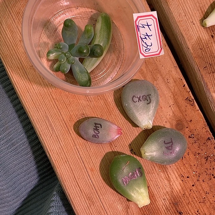 左***左一堆美肉多肉植物