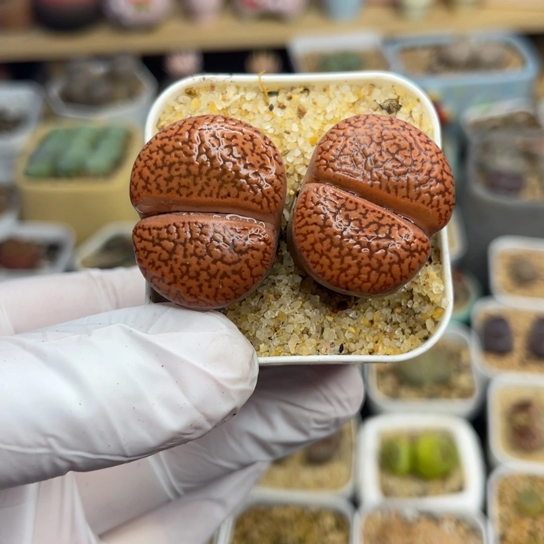 多肉植物一物一拍102