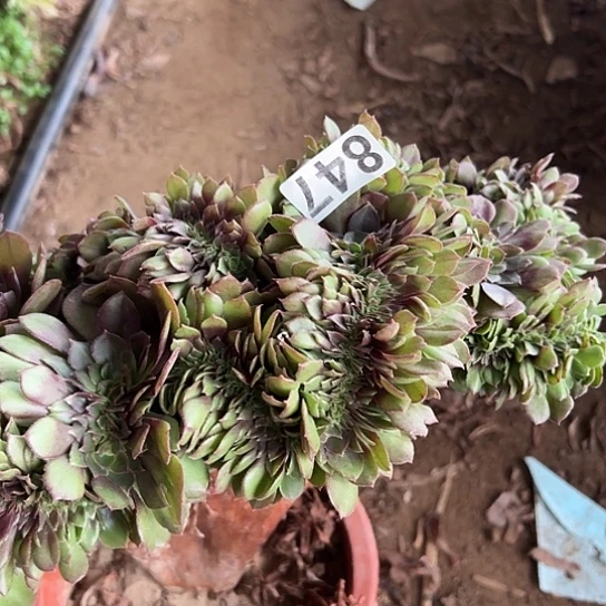 艾***姐多肉植物一个有伤847