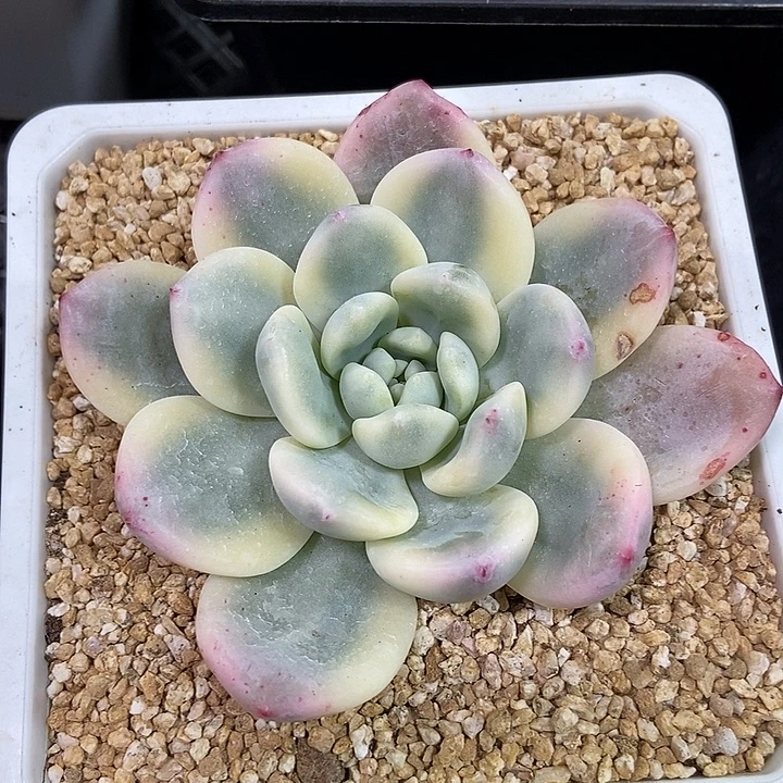 望舒锦多肉植物的