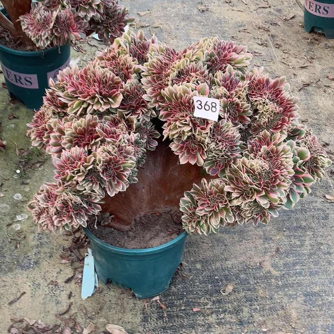 用****8多肉植物缀368
