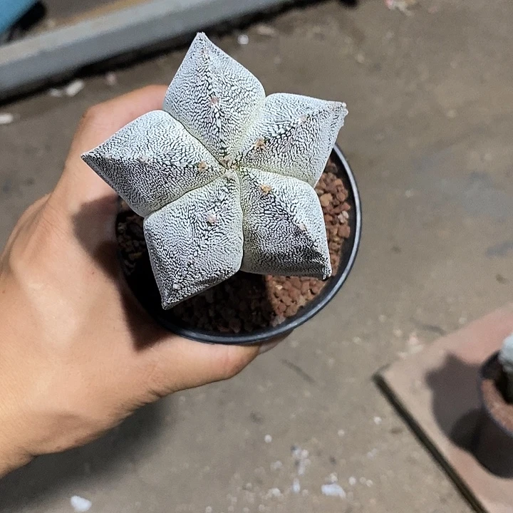 双***儿鸾凤玉实生带土发货