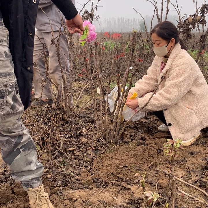 当前无花栽培后可以开花黄冠
