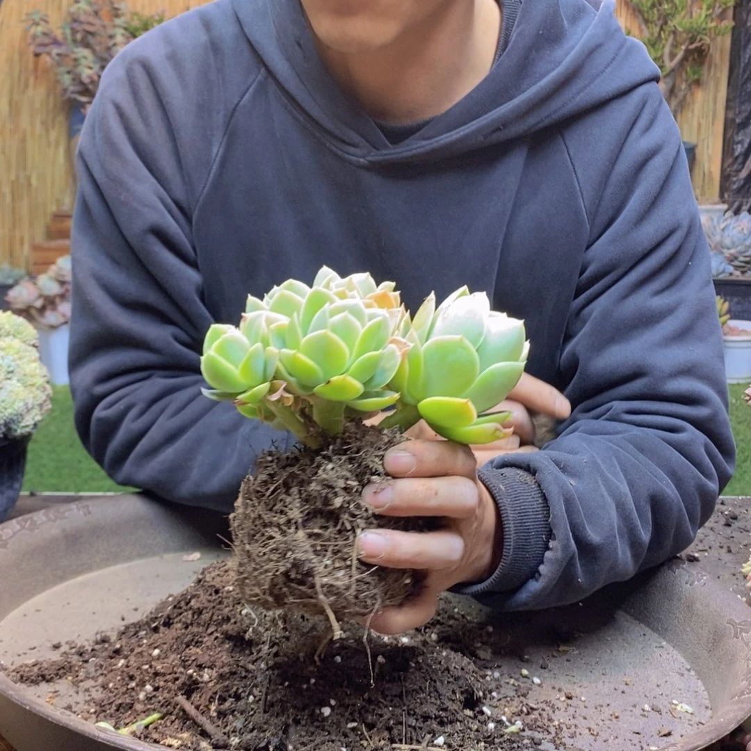 s****6A52号星那塔缀多肉