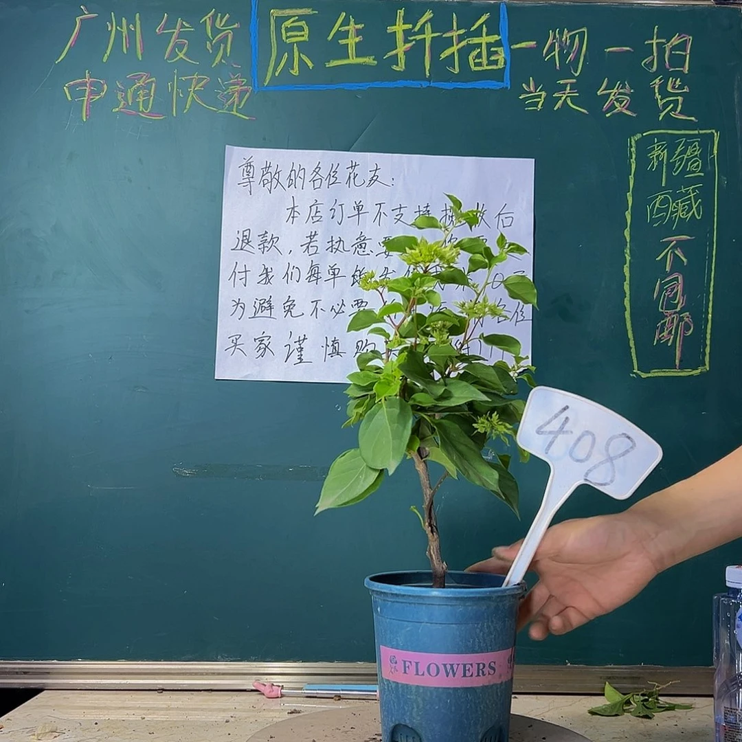 当前无花栽培后可以开花怡锦 有瑕疵408