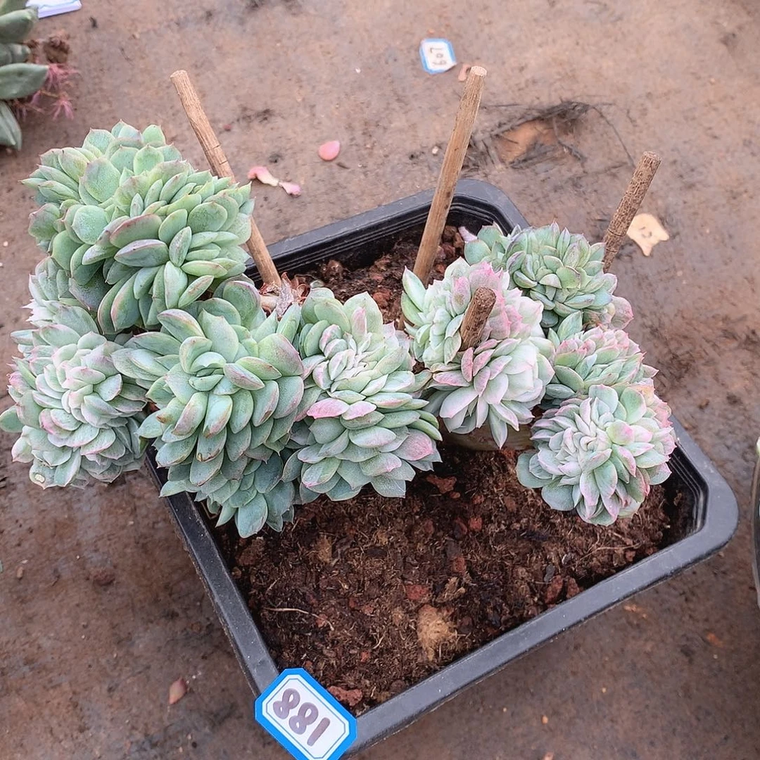 881贝瑞锦缀 一物一拍多肉