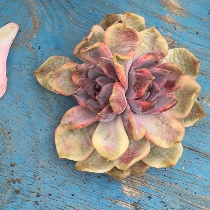 紫荆城锦一物一拍