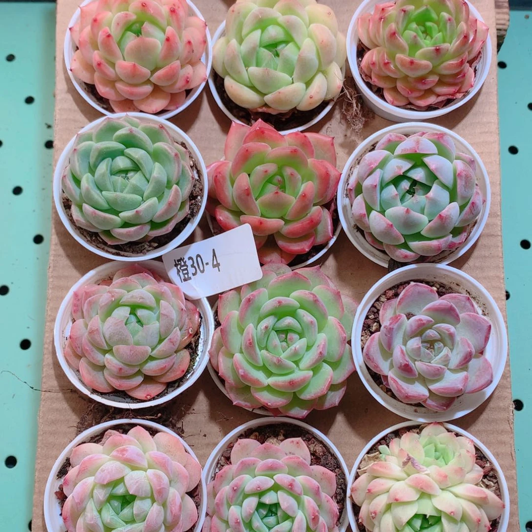 30-4一物一拍带盆18颗