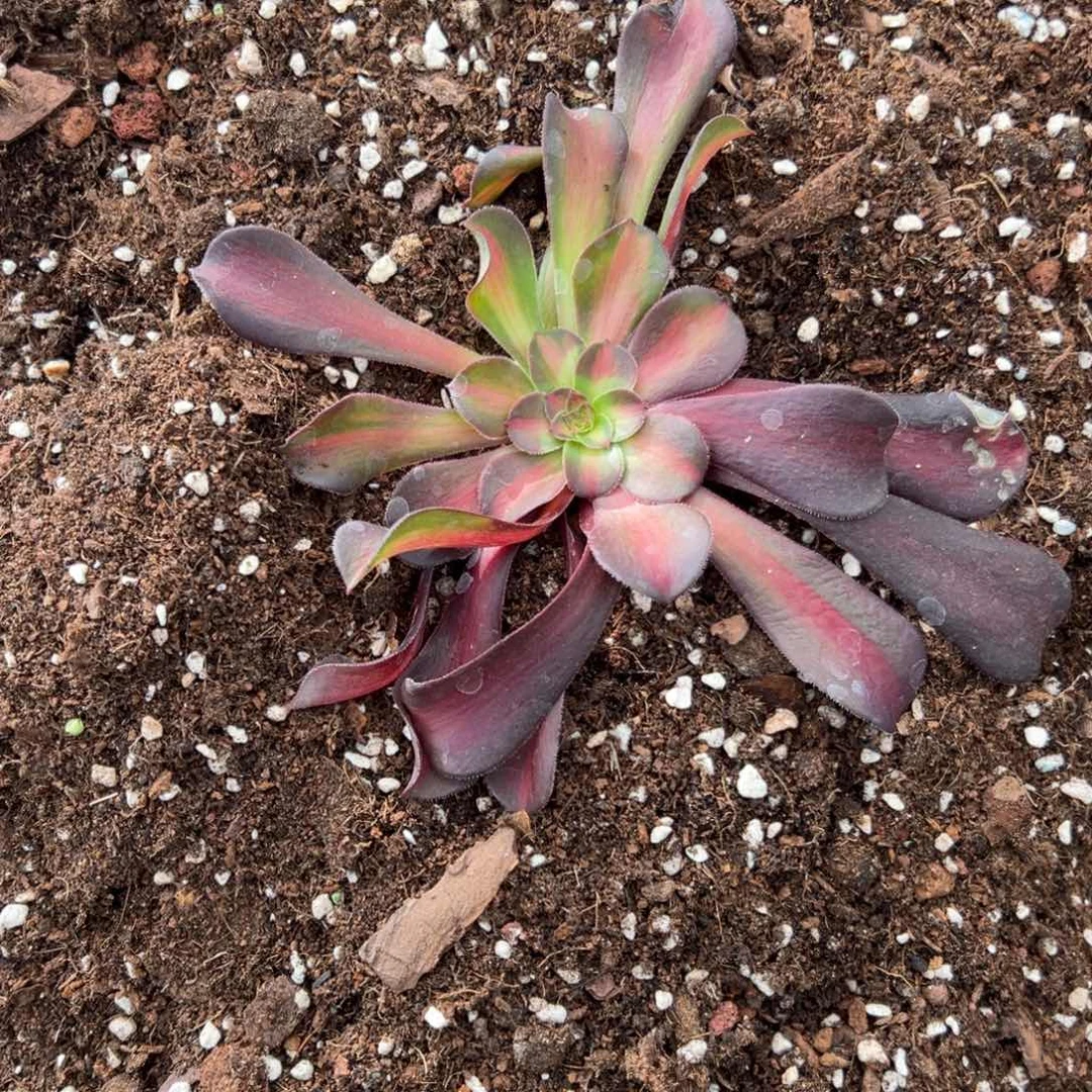 多肉法师专用缓释肥6两一袋