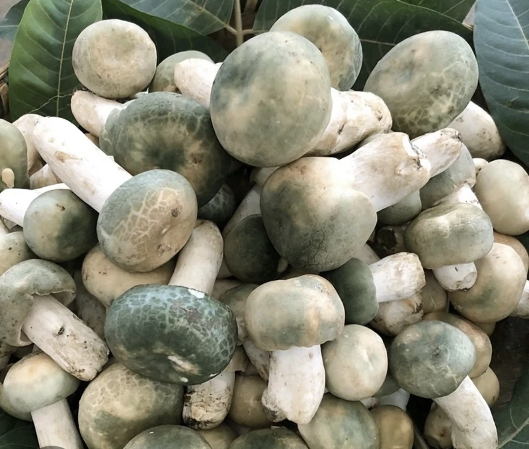 【大雷土特产】青头菌