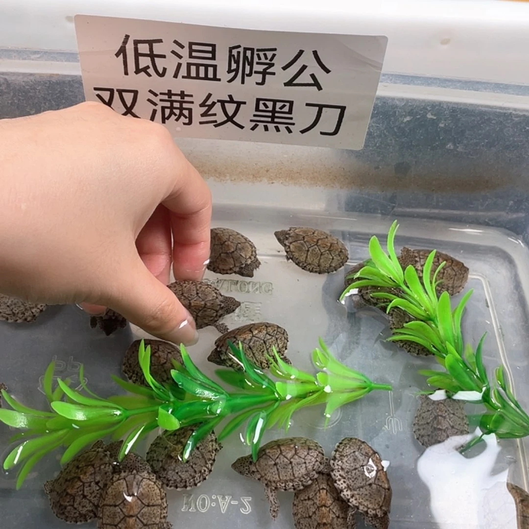 宠物龟不分公母私拍发龟粮