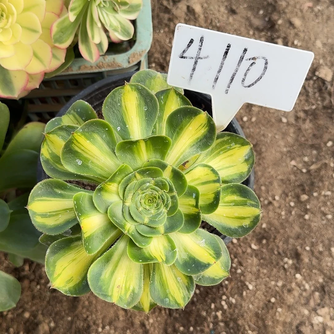 蕾***饰4110暴君多肉法师多肉