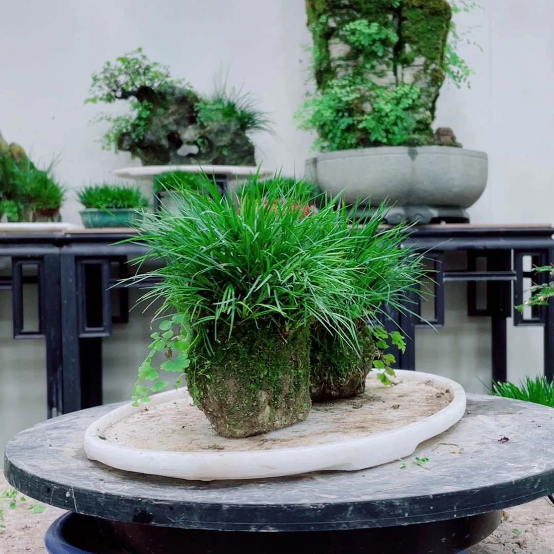 无铅玻璃夜*铁线蕨的一个分支叫做金