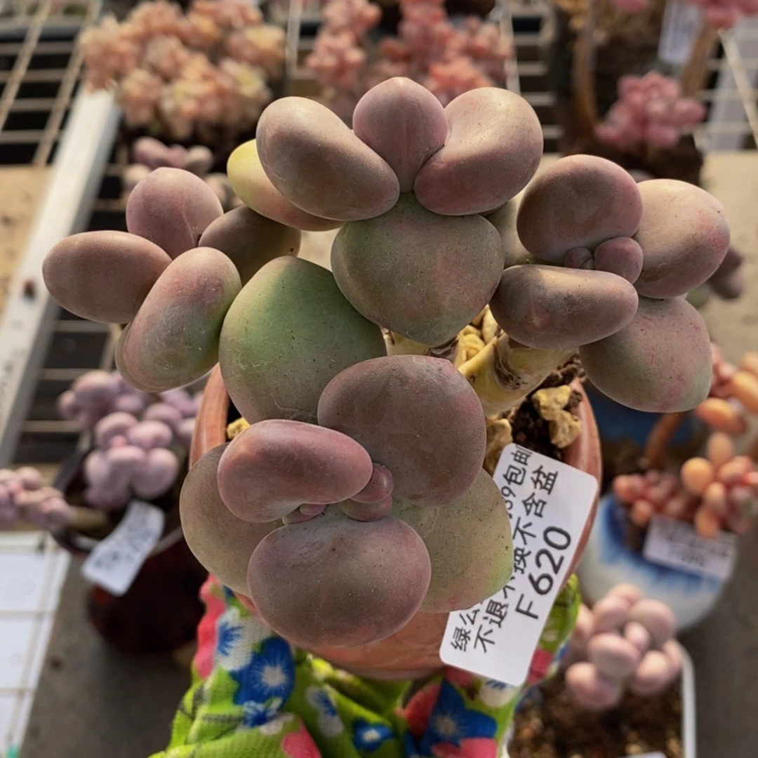 芒果奶酪620/8c m