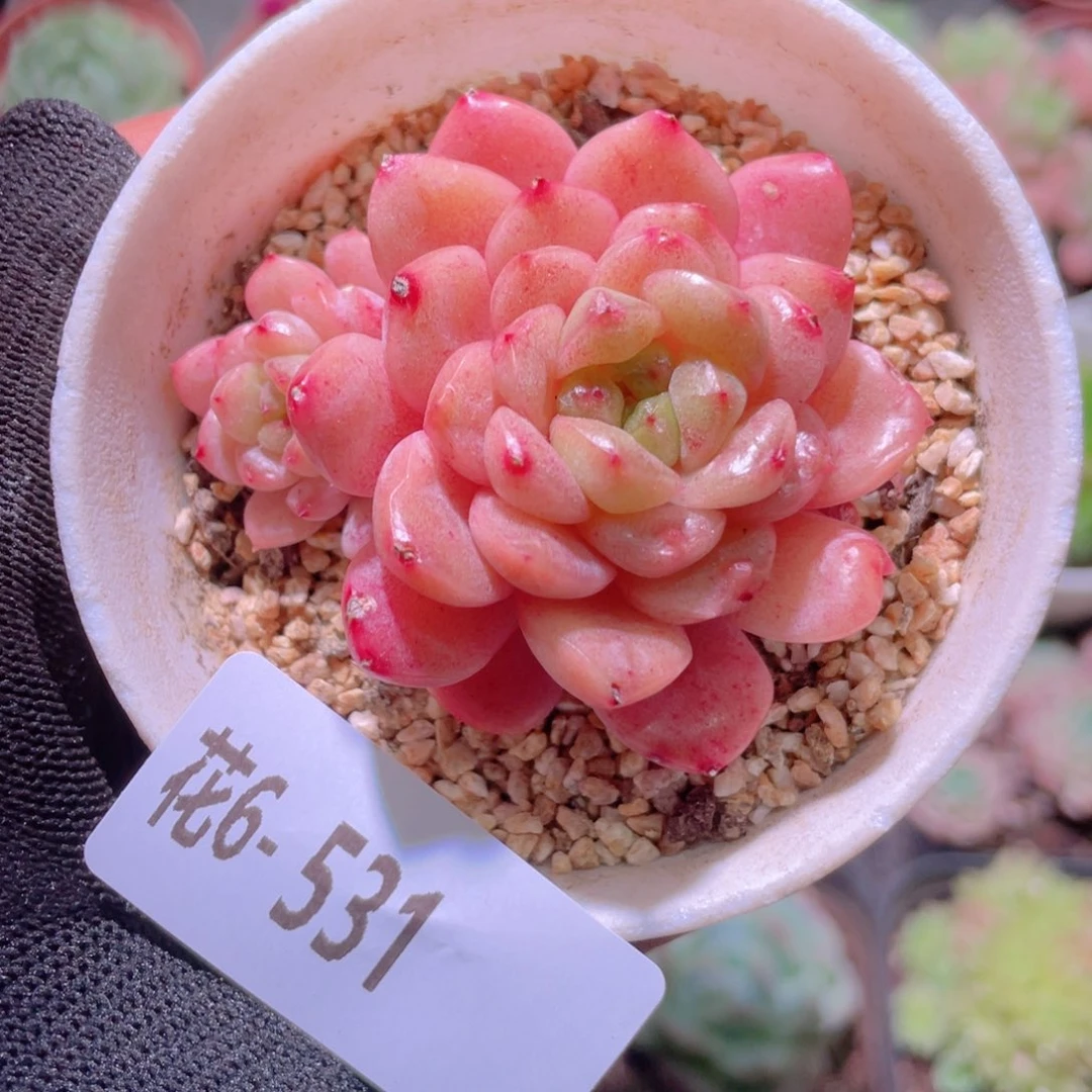 花利美6-531新品