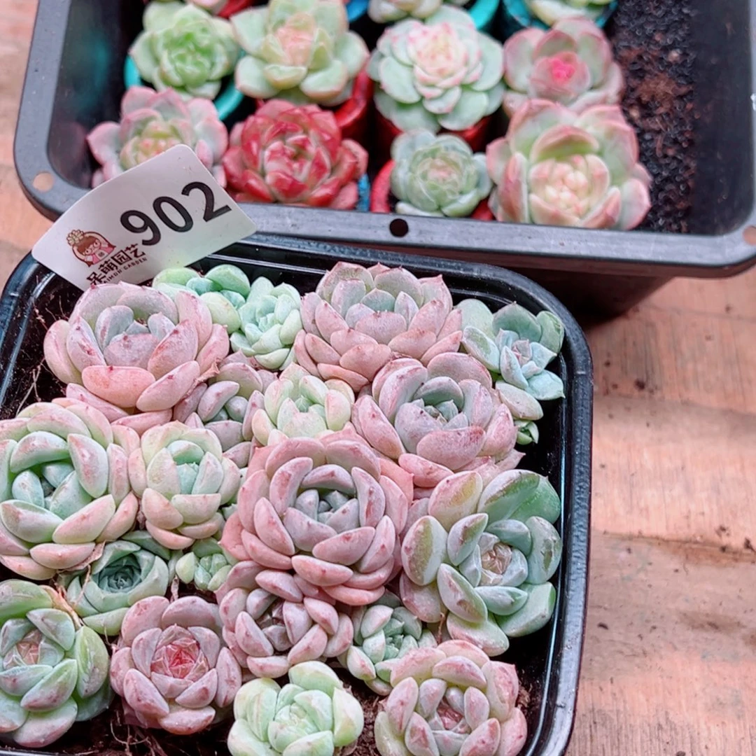 多肉植物多肉植物