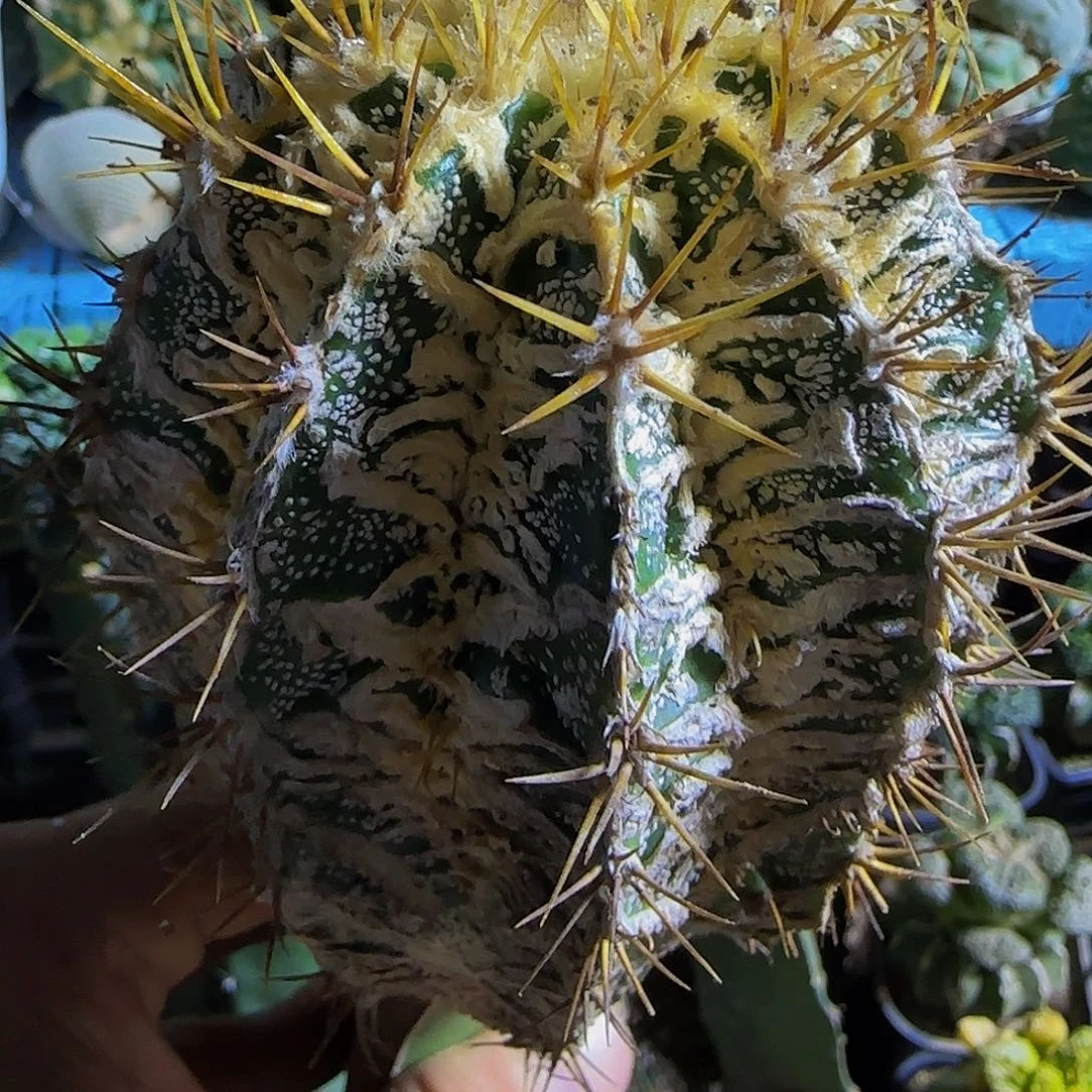 班若947仙人球开花