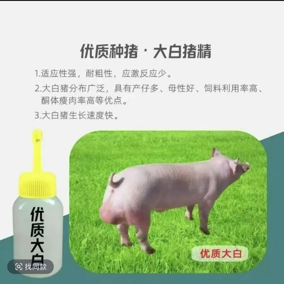 原种英系大白种公猪种母猪精液瓶一件包邮包对版生态养殖输精管