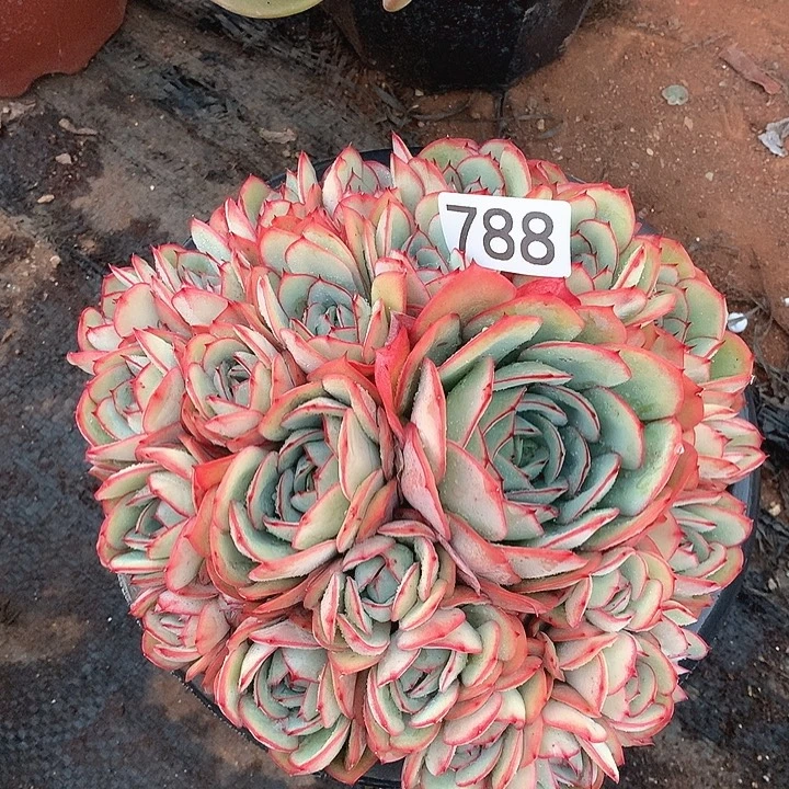 788牡丹亭一物一拍多肉