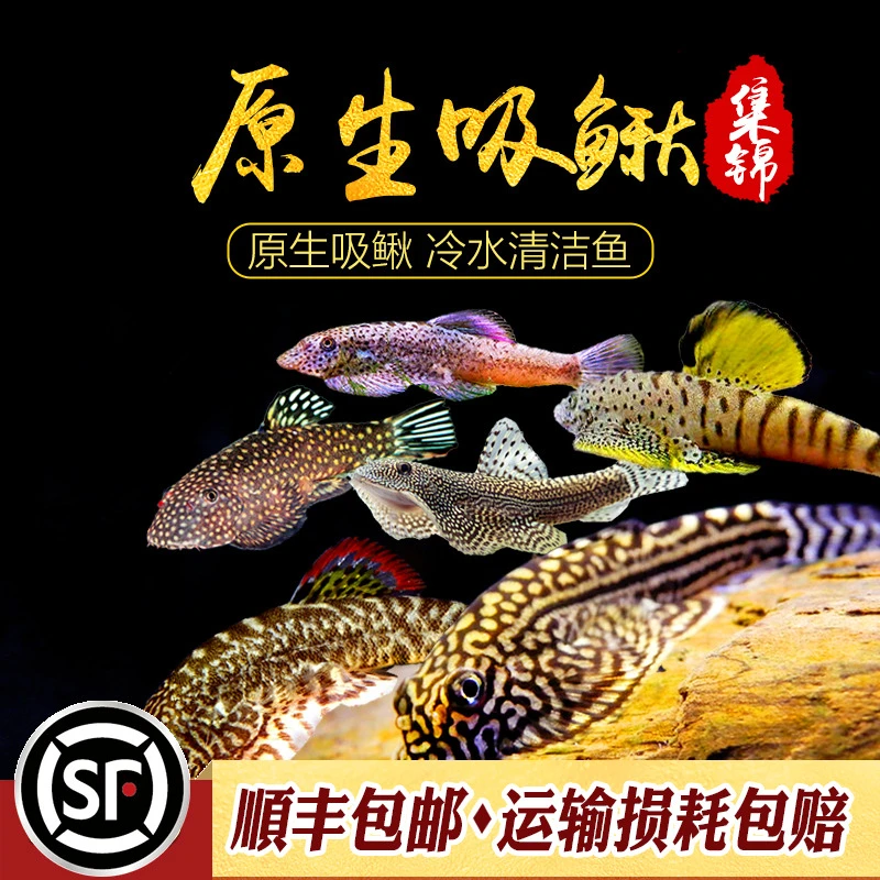 吸鳅集锦麦氏方式贵爬思凡金线提琴双吸盘鱼工具鱼冷水原生鱼活体