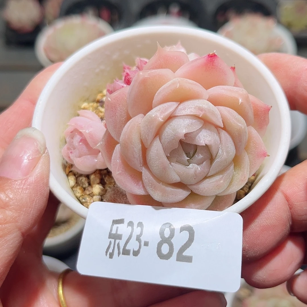 乐23-82麦秆群不包整