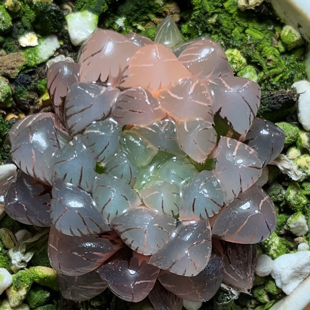 恭喜发财大吉大利0120