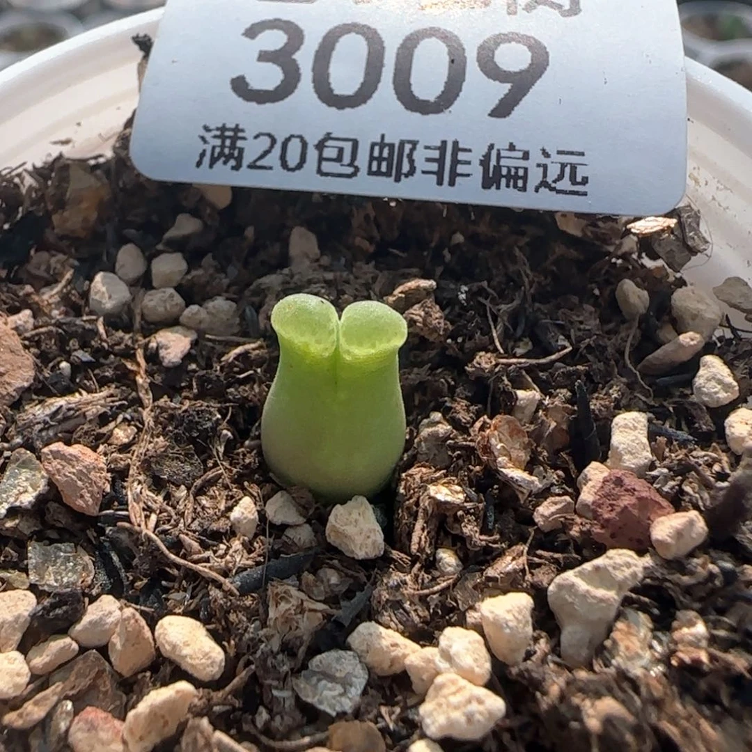 奶瓶。     带盆土。