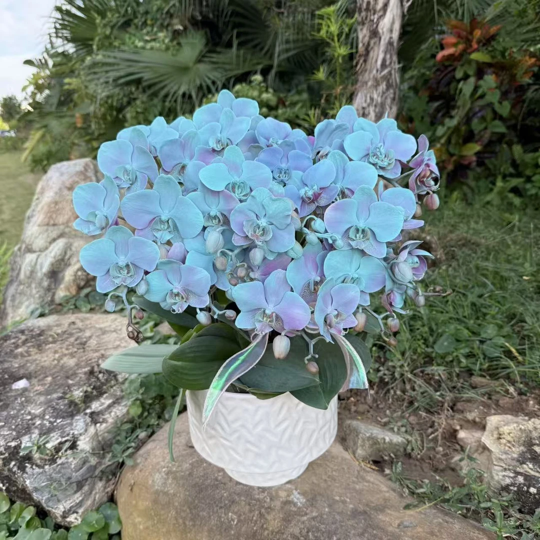 蝴蝶兰《蓝宝石》 小众品种 带香味  特殊工艺 植物上色 室内花卉